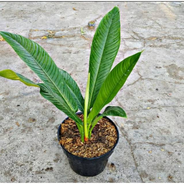 Philodendron Lynette Shopee Indonesia