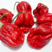 Benih Bibit Biji - Cabai Bhutlah Scorpion (Reaper Killer) Cabe Pedas Extreme Pepper Seeds