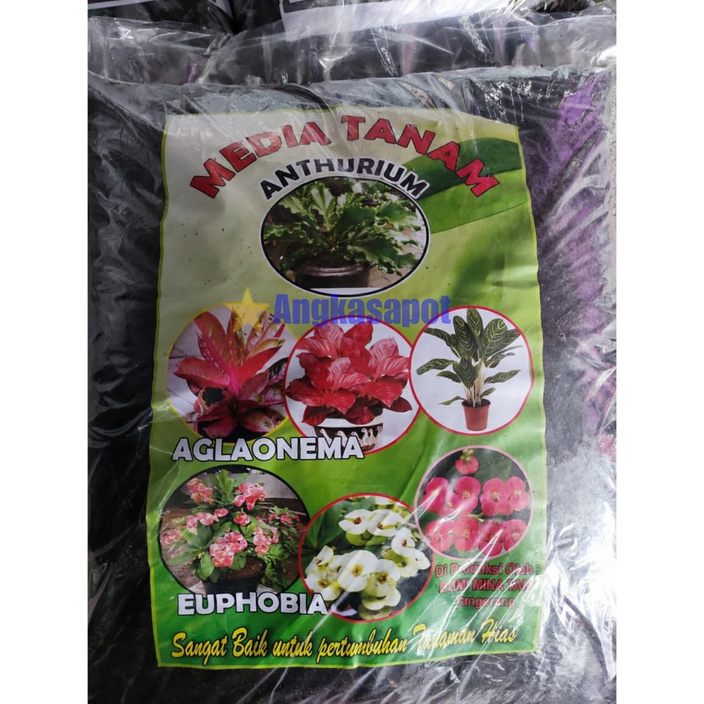 Media Tanam Aglonema KARUNG Bumi Mina Tani