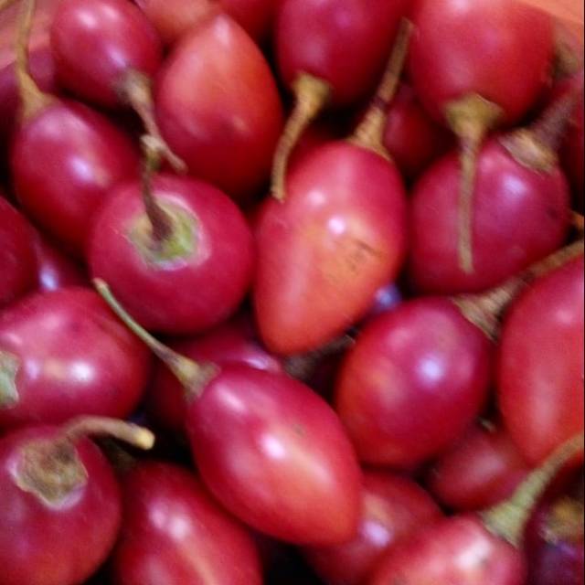 

Buah Tropis Terong Belanda