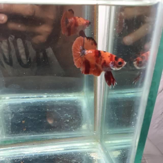 

betta fish cupang hias, ikan cupang