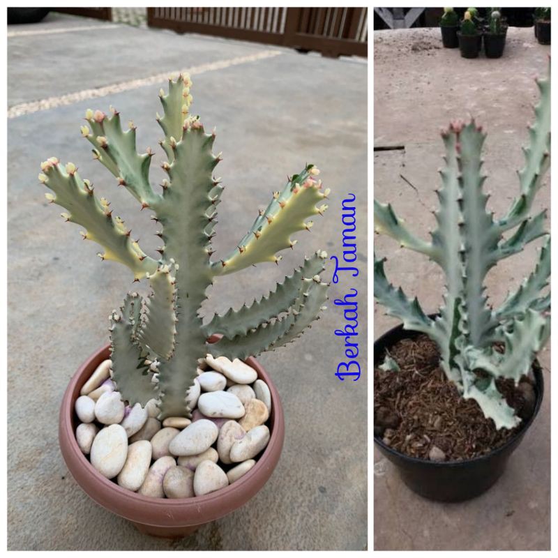 tanaman hias kaktus tulang putih/pohon hias kaktus tulang Varigata/pohon hias kaktus