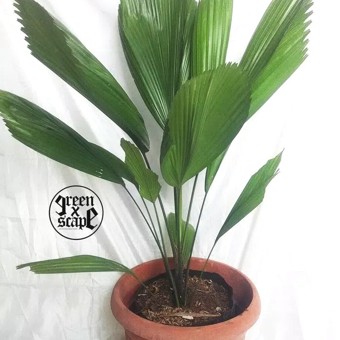 Tanaman hias palem kipas / kol -  Licuala grandis