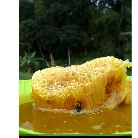 

Madu Odeng Asli 250 ml