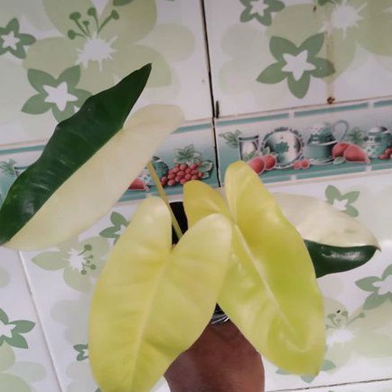 Philodendron Burlemarx varigata Philo Burlemarx varigata