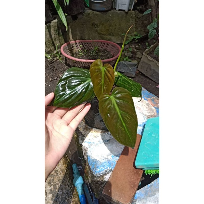 Philodendron micans