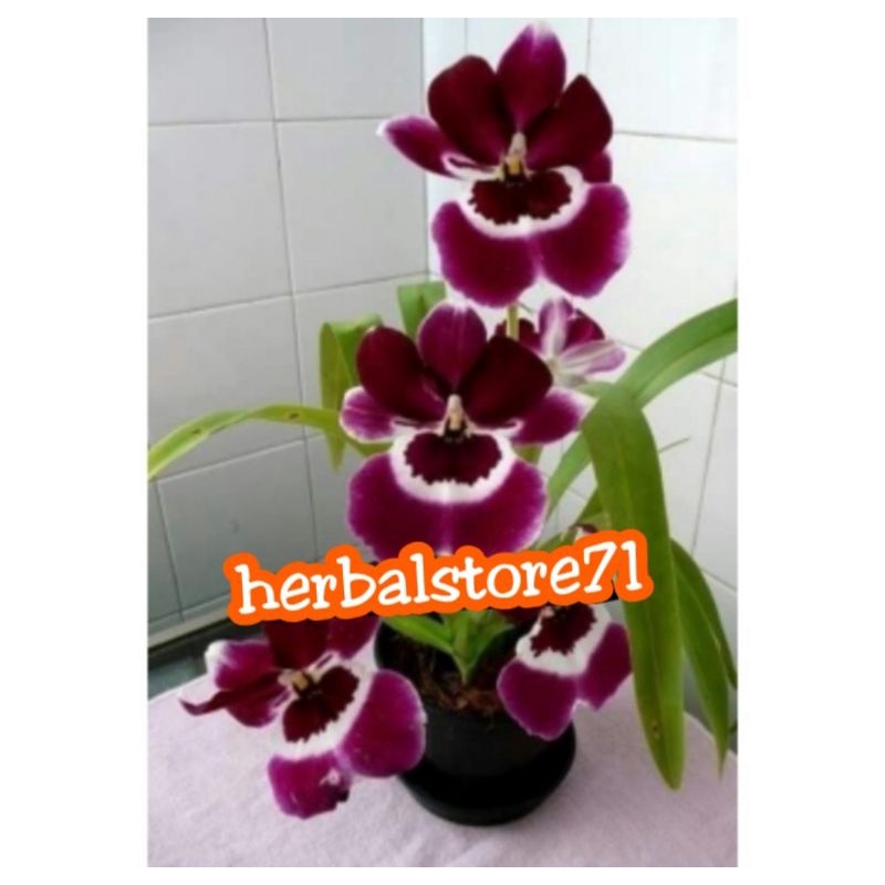 tanaman hias anggrek tanah purple ungu Cliquers