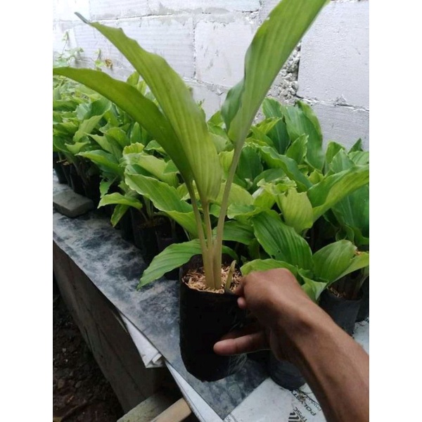 Bibit kunyit hitam original