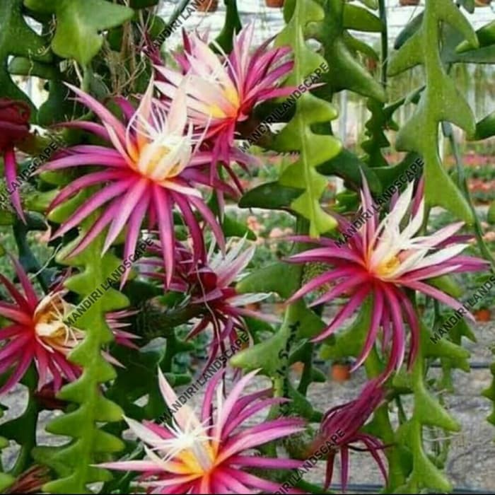 tanaman hias wijaya kusuma keris - wijaya kusuma keris .