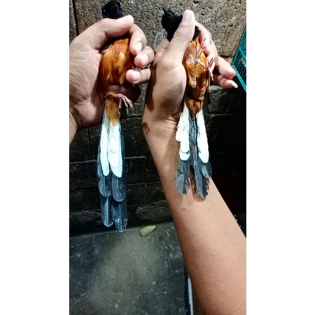 Murai batu sepasang ekor mulus panjang jodohan