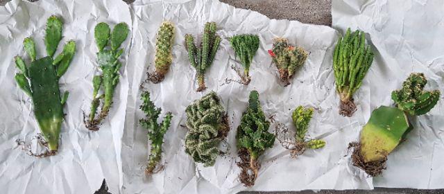Sekulen Huernia Varigata
