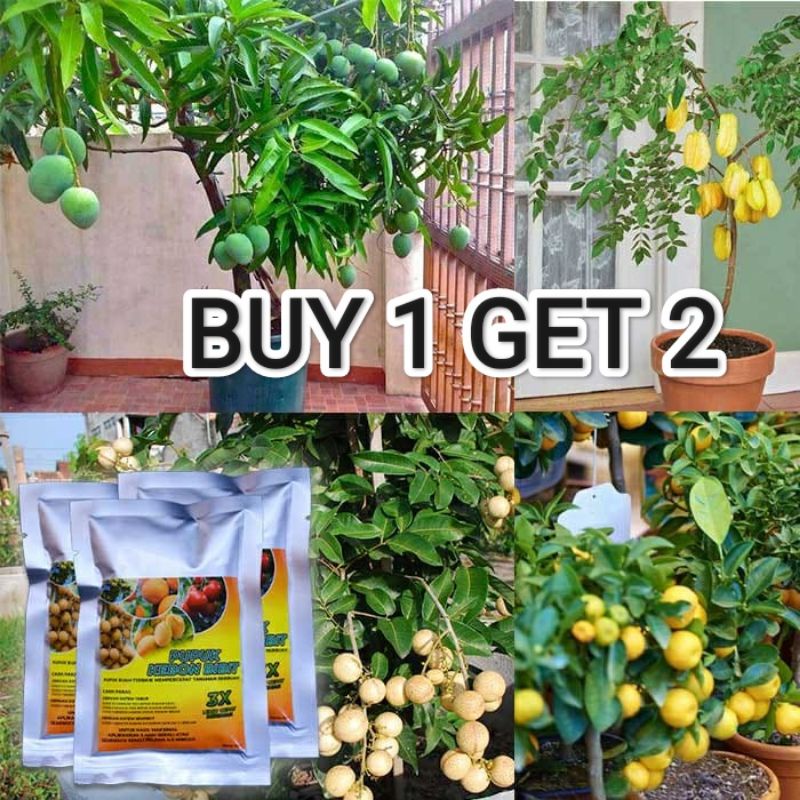 pupuk kebun bibit buah
