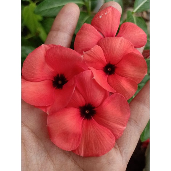 bulk seed vinca T19.vinca.bunga vinca gantung.benih vinca.vinca tegak.bunga vinca.biji bunga vinca.b