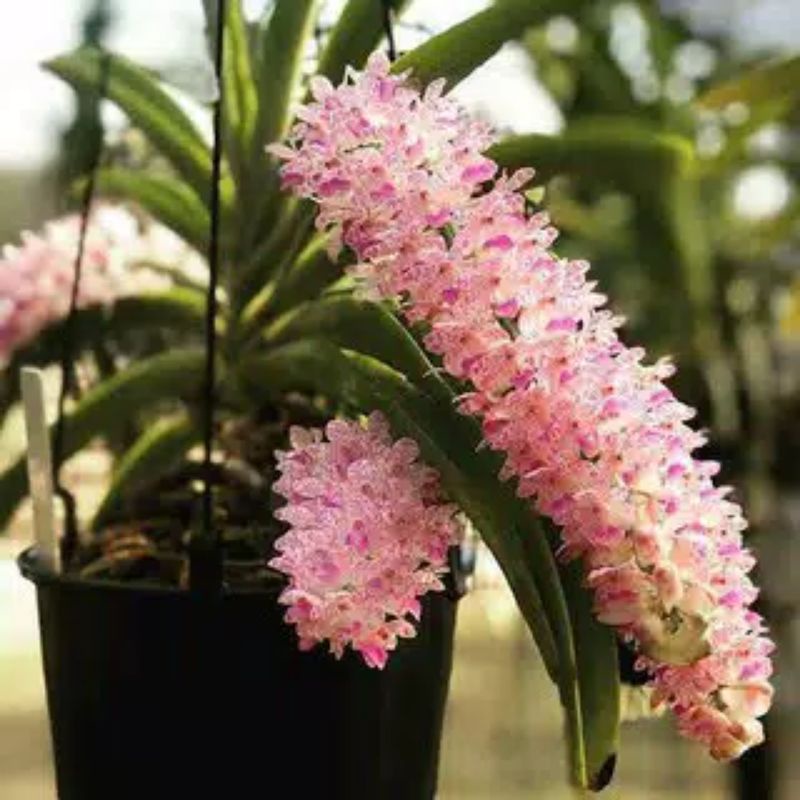 Anggrek ricontilis retusa ekor tupai kondisi dewasa dan spike