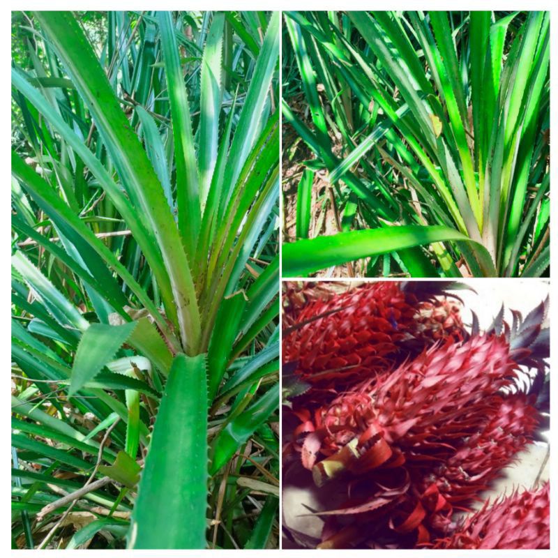 

Daun nanas merah daun nanas hutan segar petik langsung 1 kg