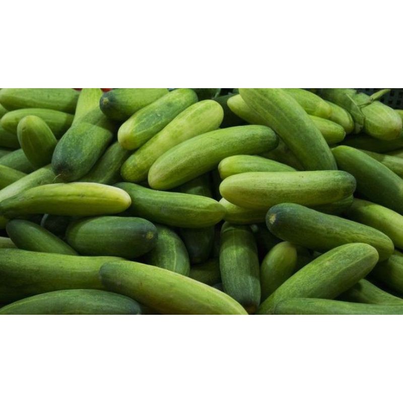 

timun segar 200gr / sayur segar bogor