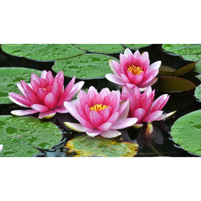 Bingkai foto murah hiasan dinding poster plus bingkai gambar bunga teratai