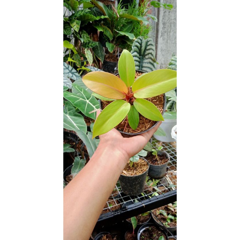 philodendron orange juice