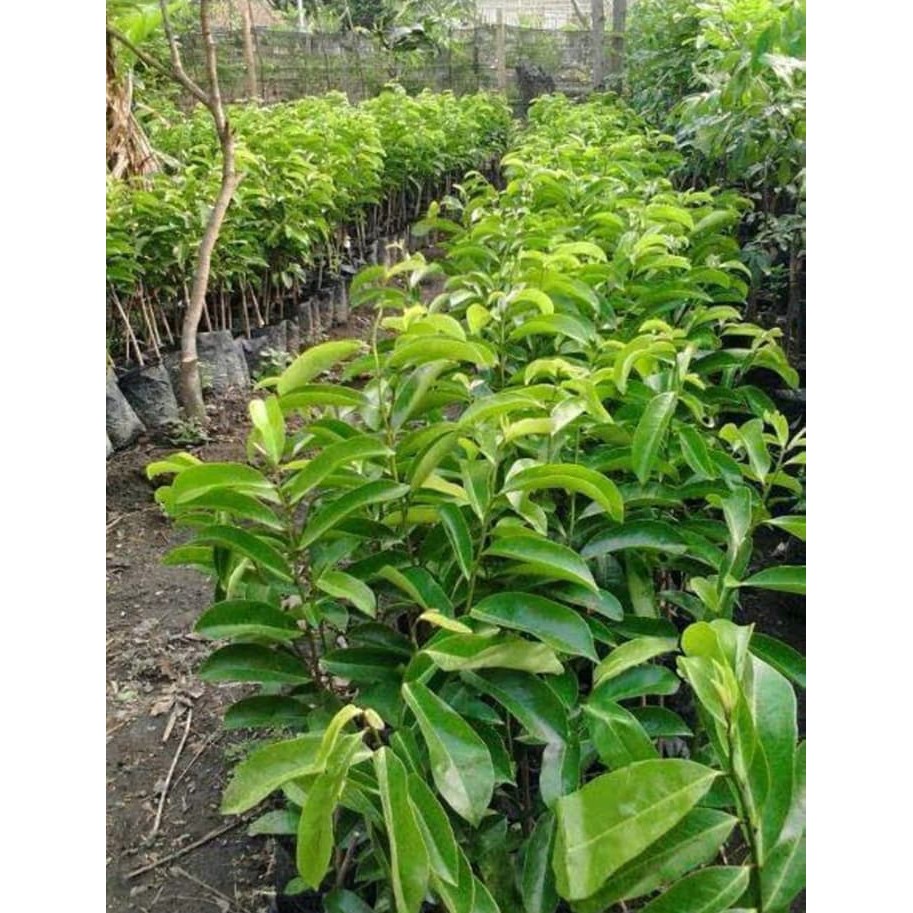 Jual Bibit Buah Sirsak Kuning Golden Harum Murah