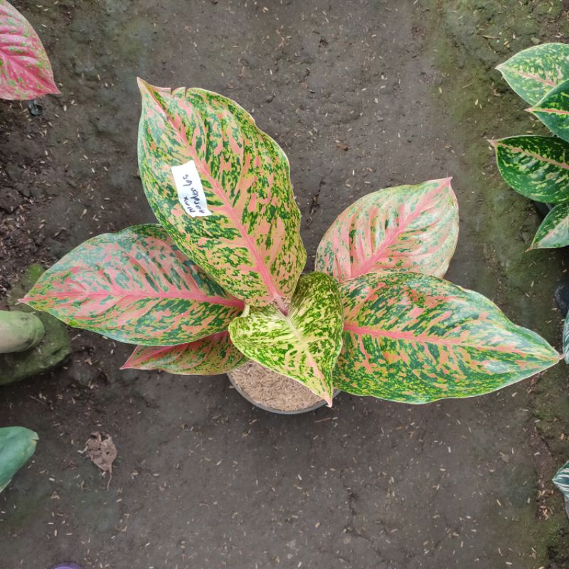 Striptis Orange Aglonema