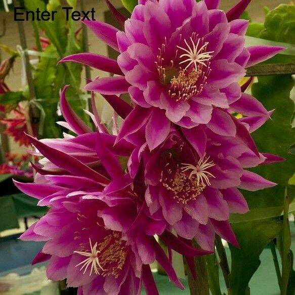 WIJAYA KUSUMA BUNGA BESAR