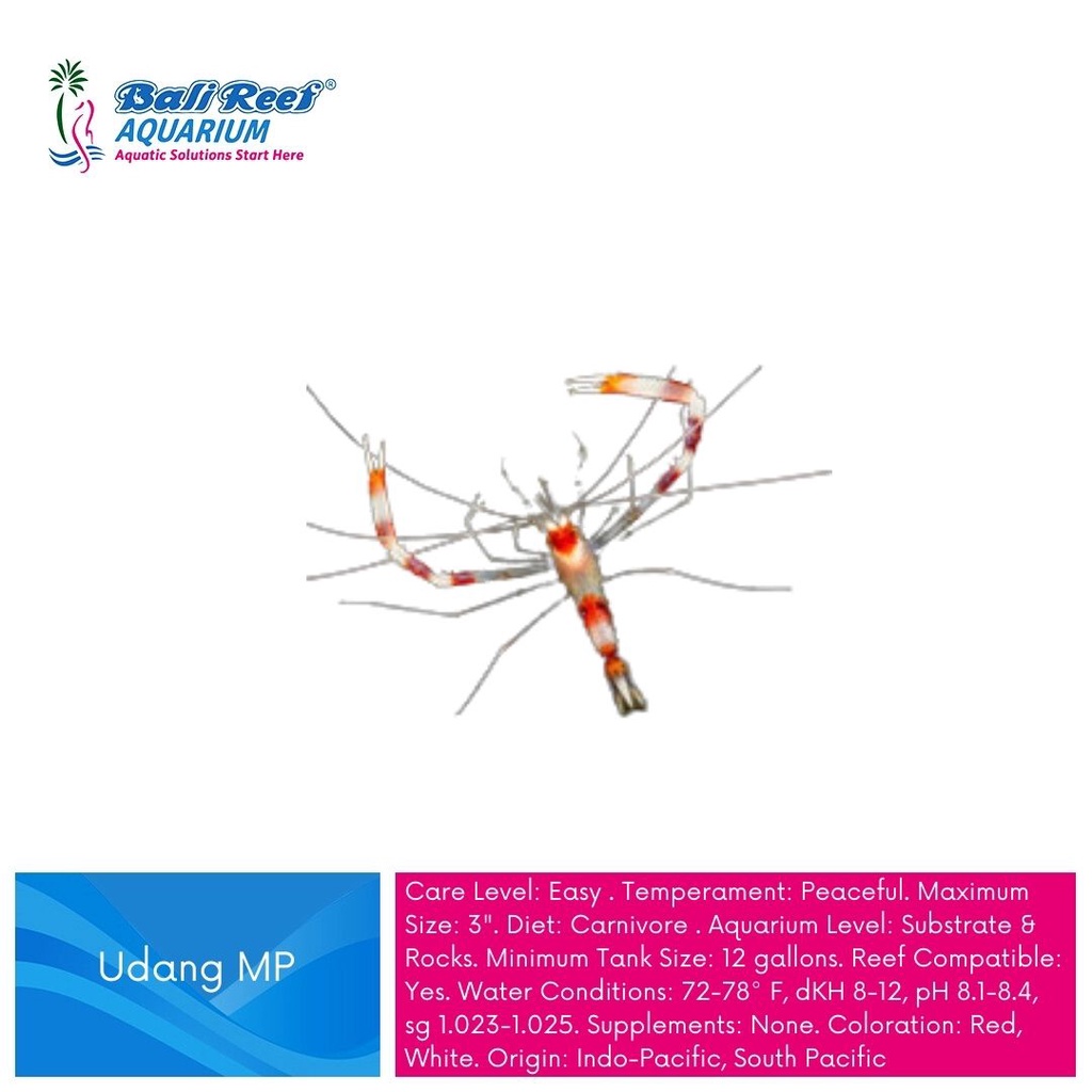 Udang Hias Air Laut Udang MP Coral Shrimp