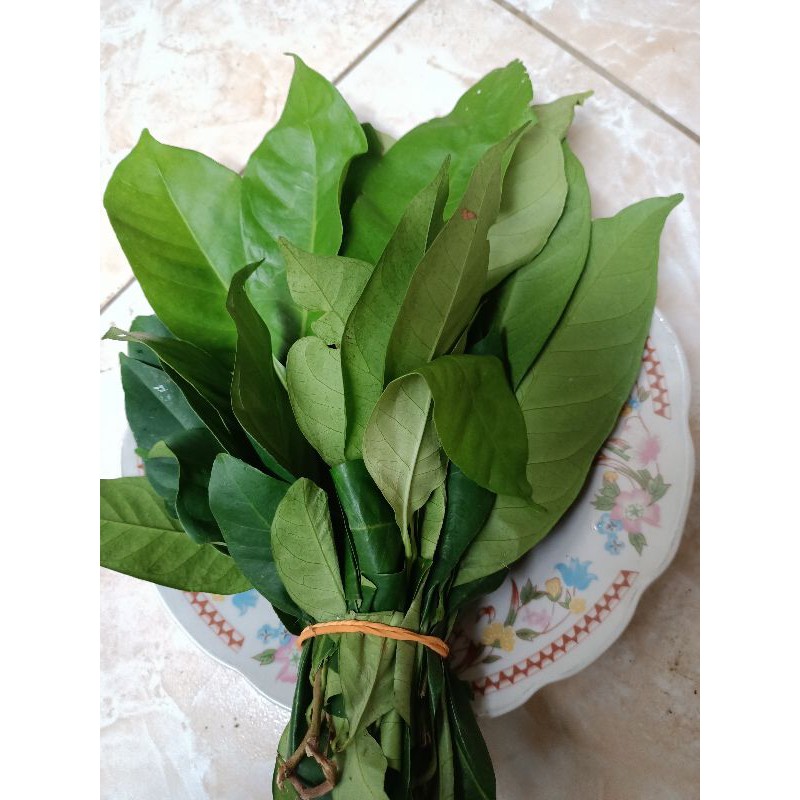

Daun salam segar untuk masak