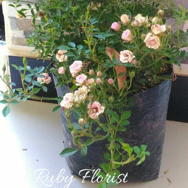 Tanaman Baby Rose