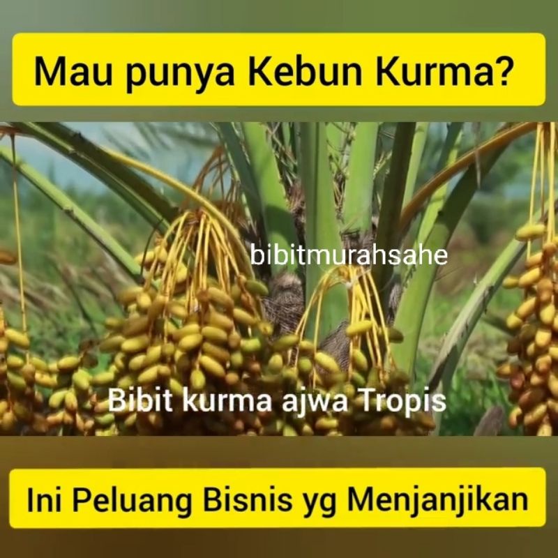 bibit kurma ajwa tropis cepat berbuah