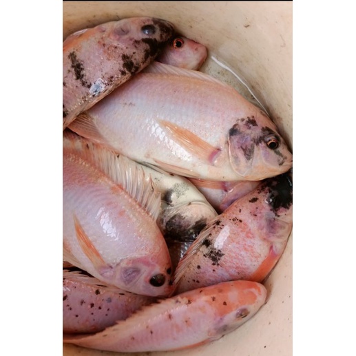 

ikan nila segar