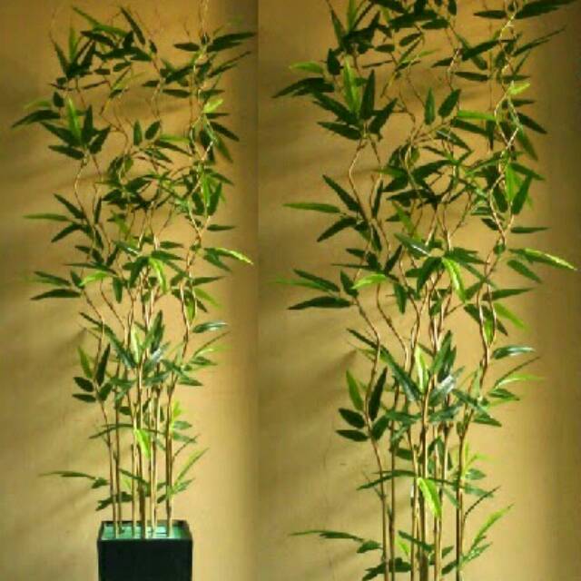 Bambu ulir 1paket sama pot