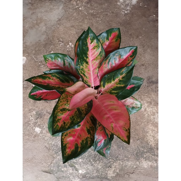 Aglaonema Kochin