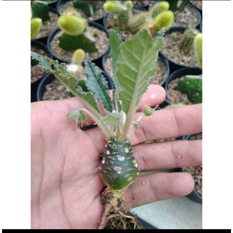 dorstenia crispa