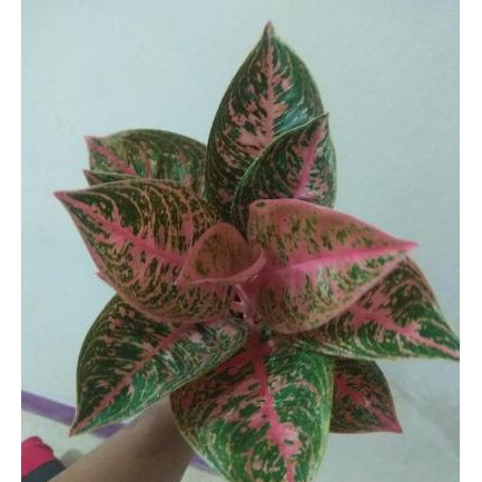 Alika KEBUN COD Bonggolan Aglonema Reinita Alika