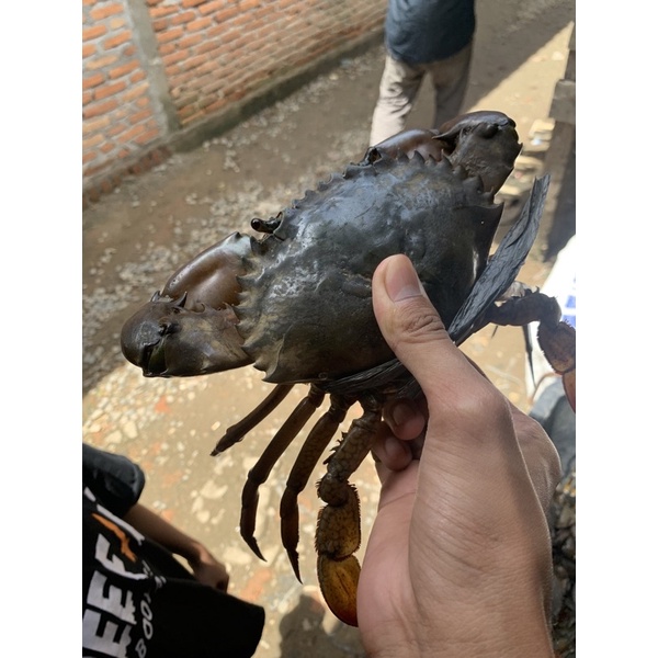 

kepiting beku