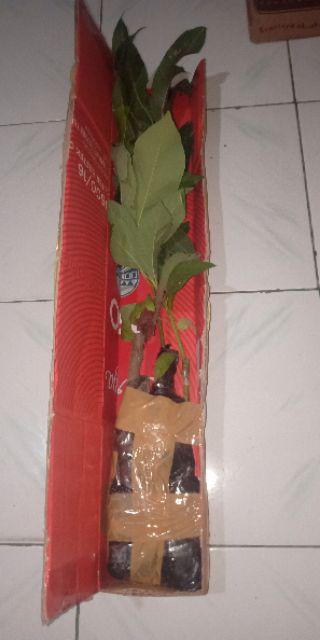 Termurah Bibit Tanaman Buah Alpukat Aligator Unggul/ Bibitt Murah Apokatt