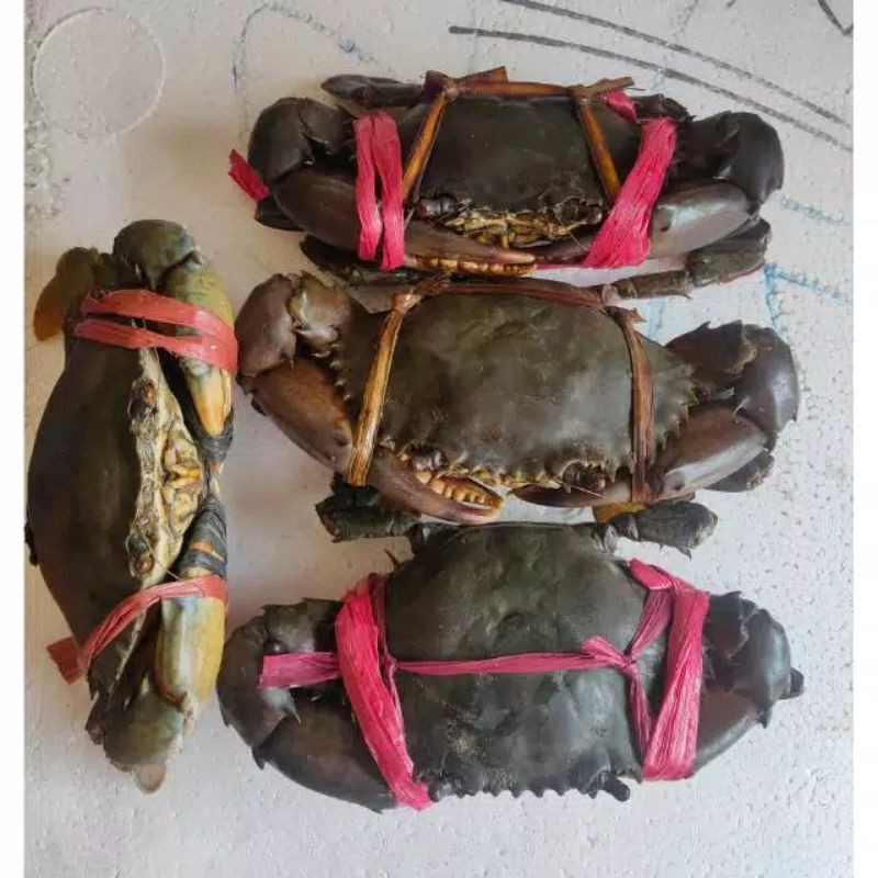 Kepiting telor segar / fresh market bandung