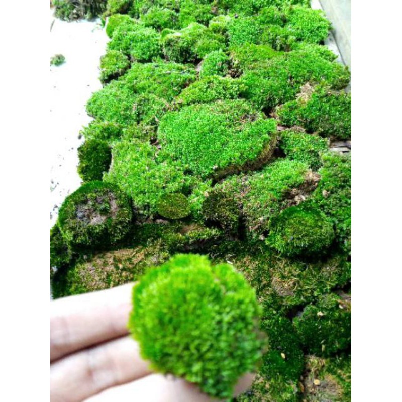 Lumut bonsai/Lumut hutan/Mos hutan/Lumut hidup