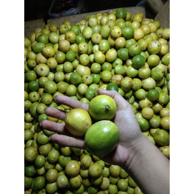 

jeruk lemon ( 1 kg)