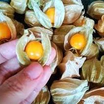 

[PRODUK ZDSQ9] PROMO CIPLUKAN/CECENDET/GOLDEN BERRY 250 GRAM 07Q