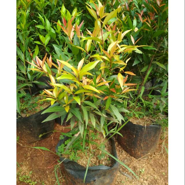 Tanaman hias pucuk merah tinggi Bibit pohon pucuk merah