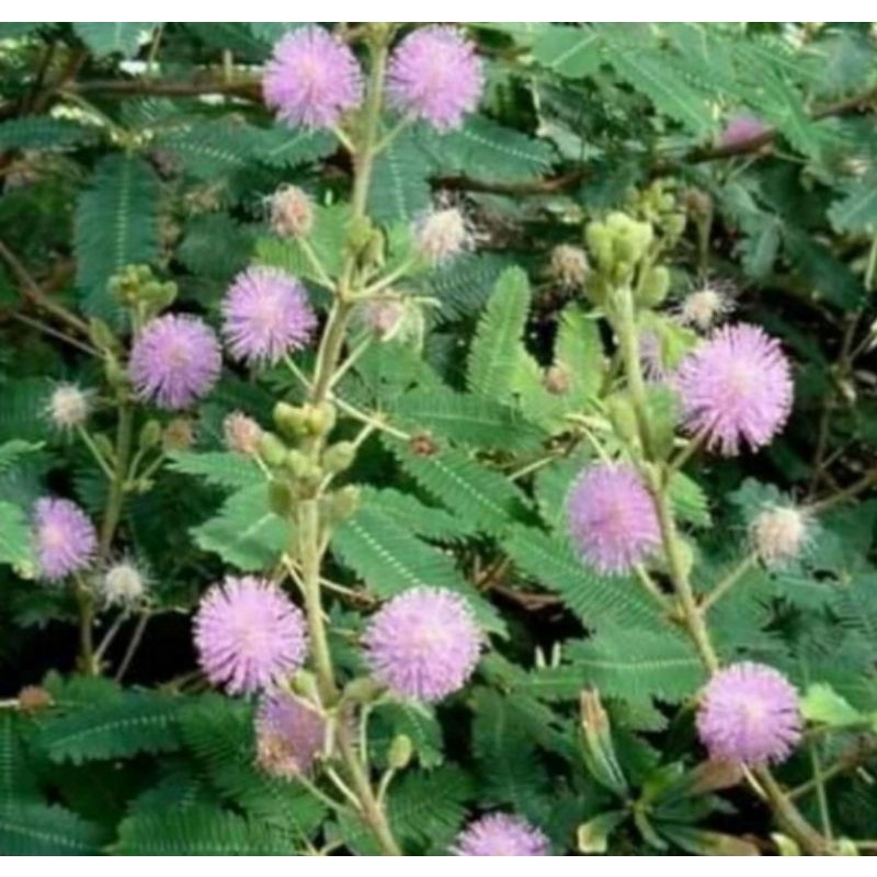 

daun mimosa pudica/ putri malu