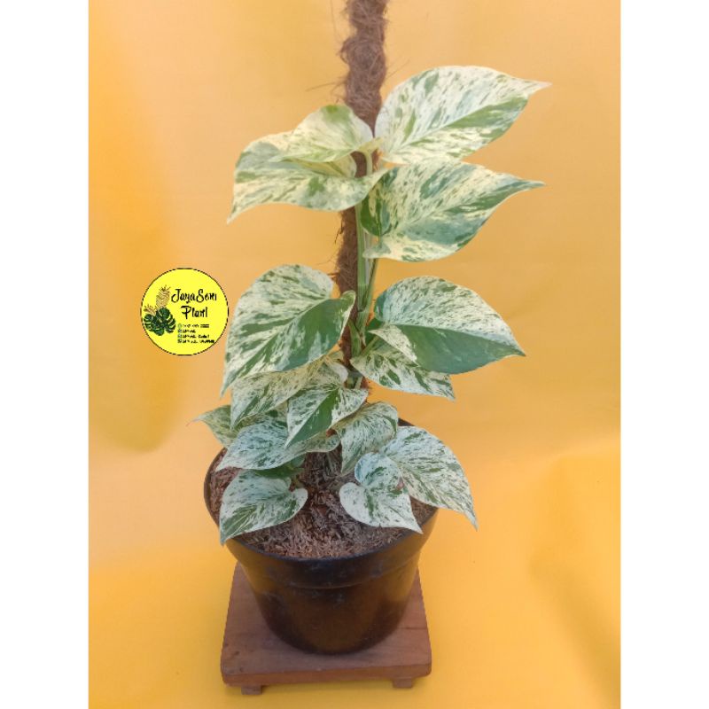 TANAMAN HIAS SRI GADING VARIGATA + POT HITAM