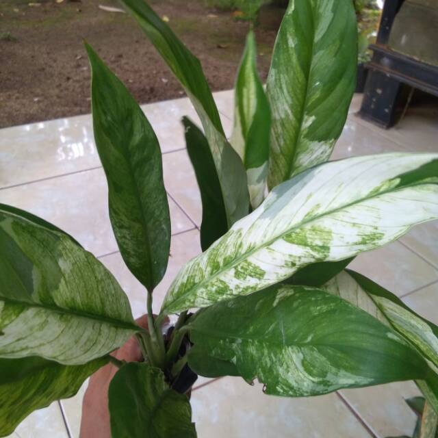 peace lily variegata spatu filum variegata