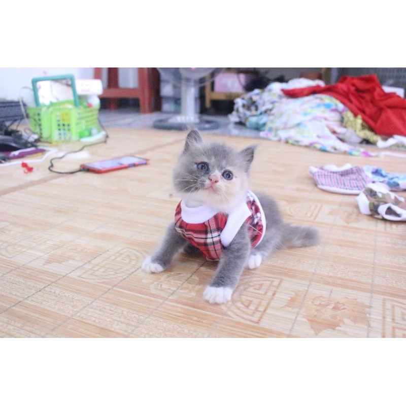 Kaos rumahan motif kode #3728 lucu untuk kucing dan anjing / baju kucing rumahan size S M L XL