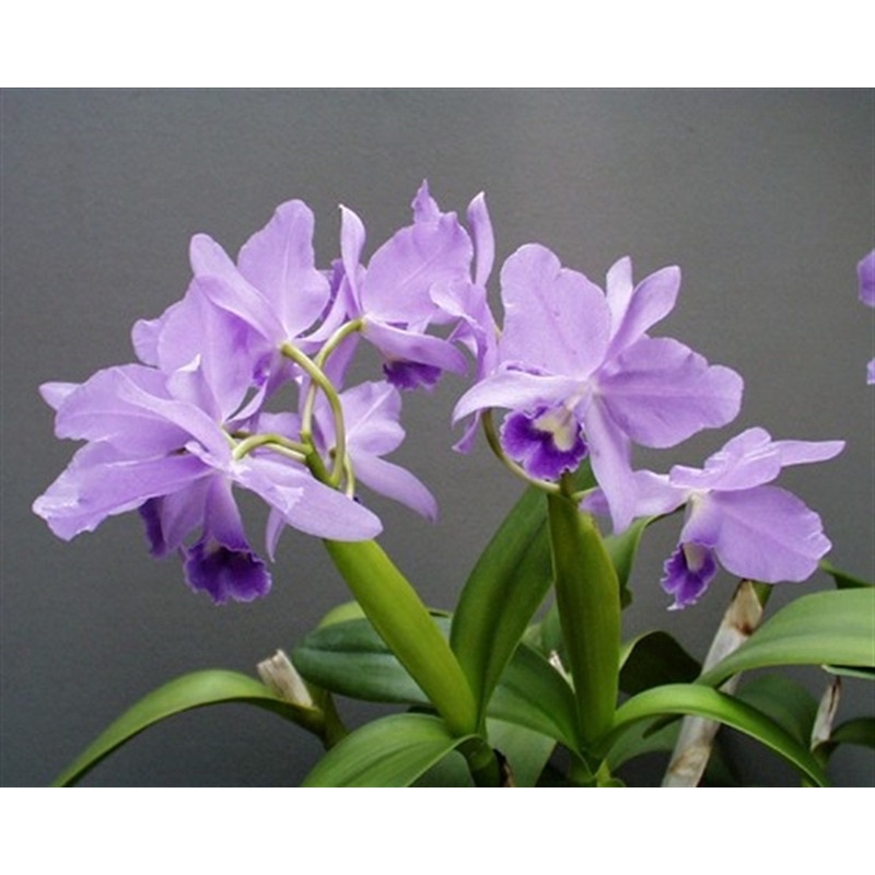 Anggrek Cattleya Portia Pot Rumpun | Catleya Bunga Cantik | Anggrek Dewasa Siap Bunga | Cattleya