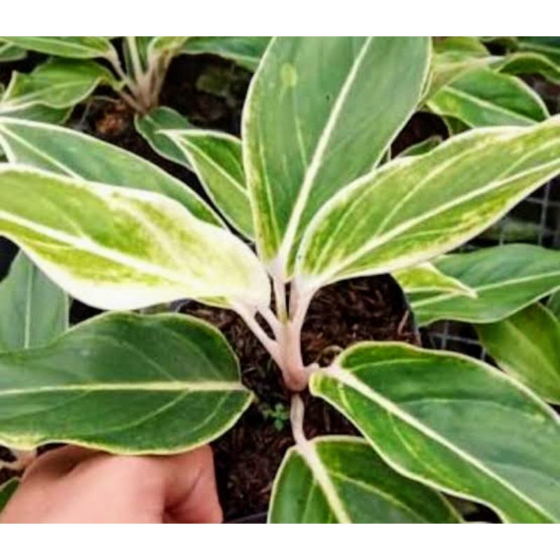 aglonema aglaonema Chinese Evergreen Sri rezeky Lipstik putih/white lipstik
