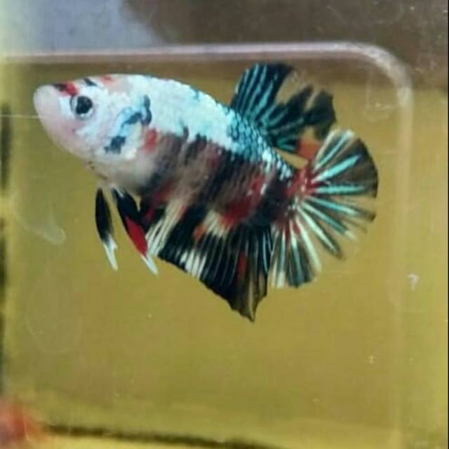 Ikan Cupang Black Koi And White Koi Shopee Indonesia