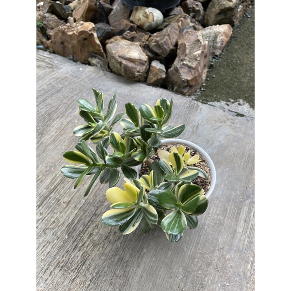 Jade Plant Variegata