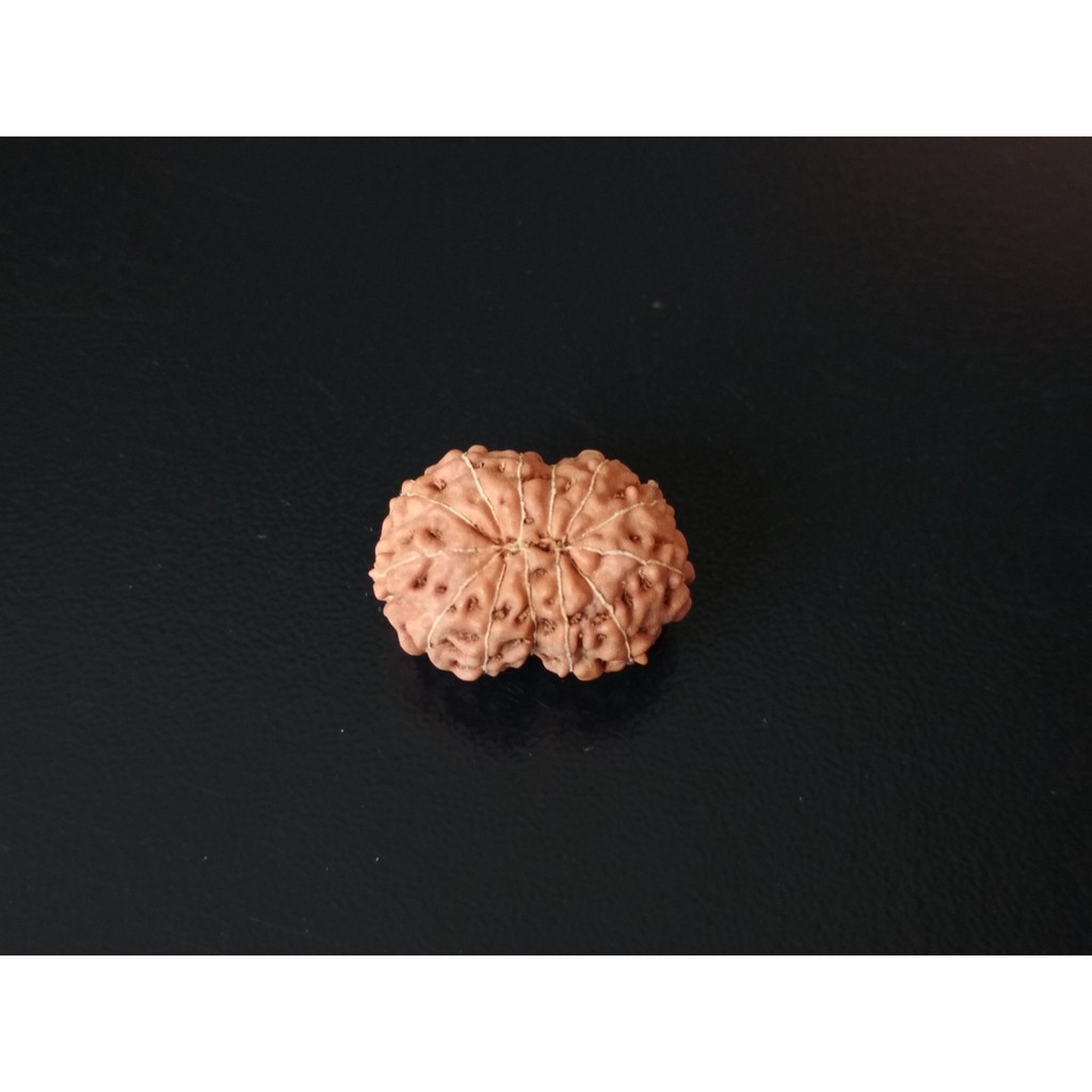 Jenitri Mukhi 13 D18.95x13.65 Liontin Genitri Rudraksha